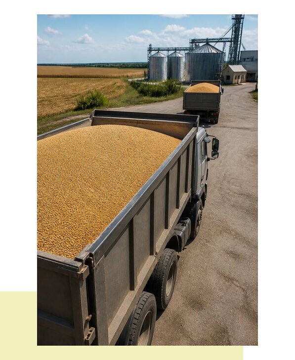 Перевозка зерна самосвалами в Апшеронск по регионам России